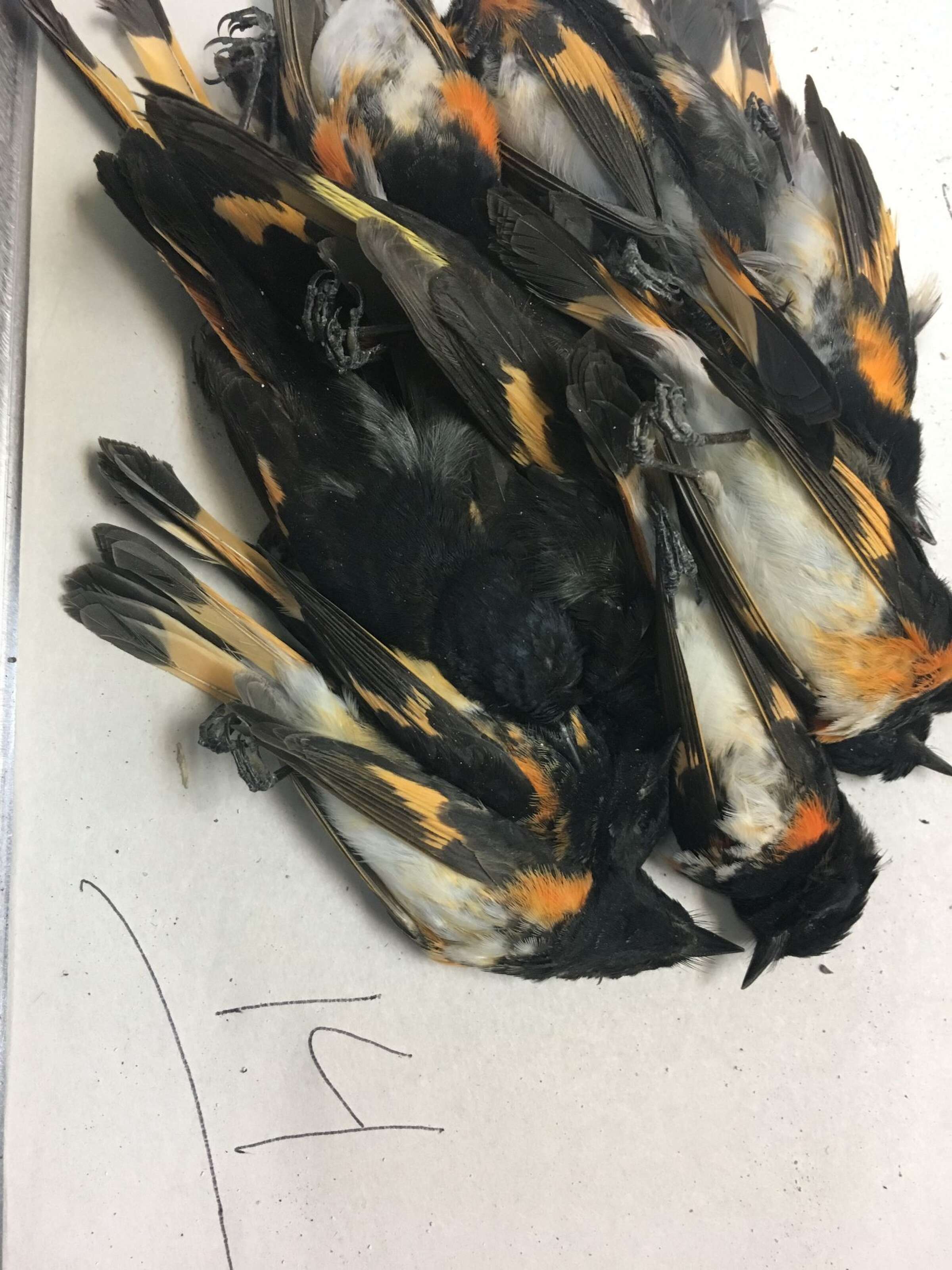 Bird strike into Galveston highrise leaves hundreds dead