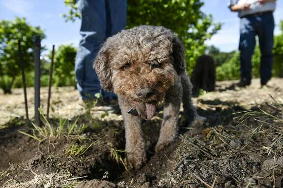 Now that California farms truffles, it needs truffle-hunting dogs, too ...