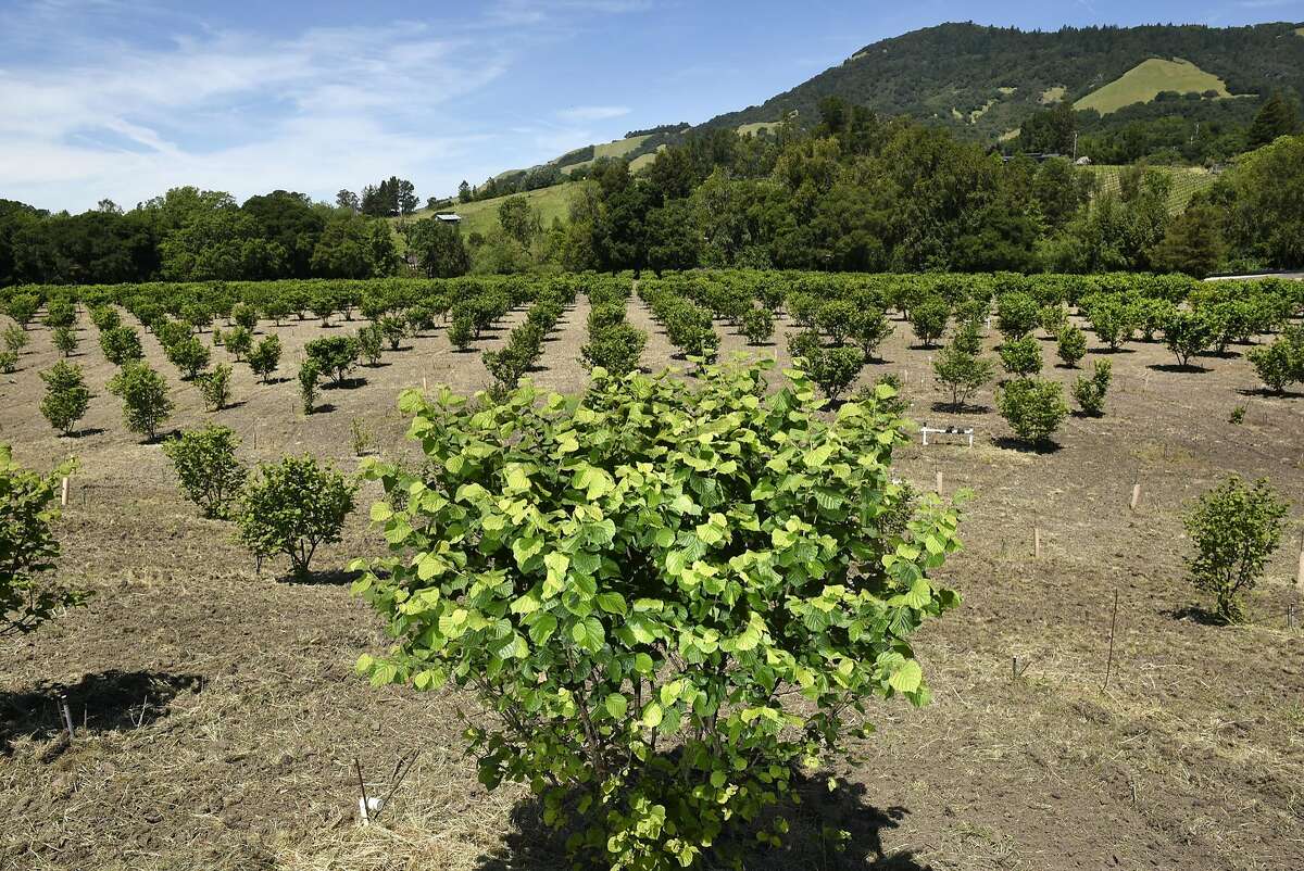The truffle pioneers of Wine Country