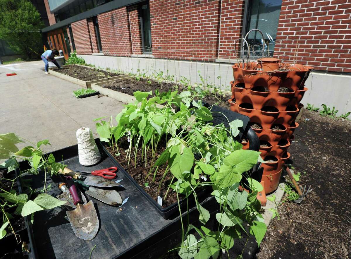 STEM teacher Cathy Byrne, background left, works in the school garden at Hamilton Avenue School in Greenwich, Conn., Friday afternoon, April 28, 2017. School officials said the produce from the garden will be donated to Neighbor to Neighbor, a non-profit organization dedicated to serving residents in need.