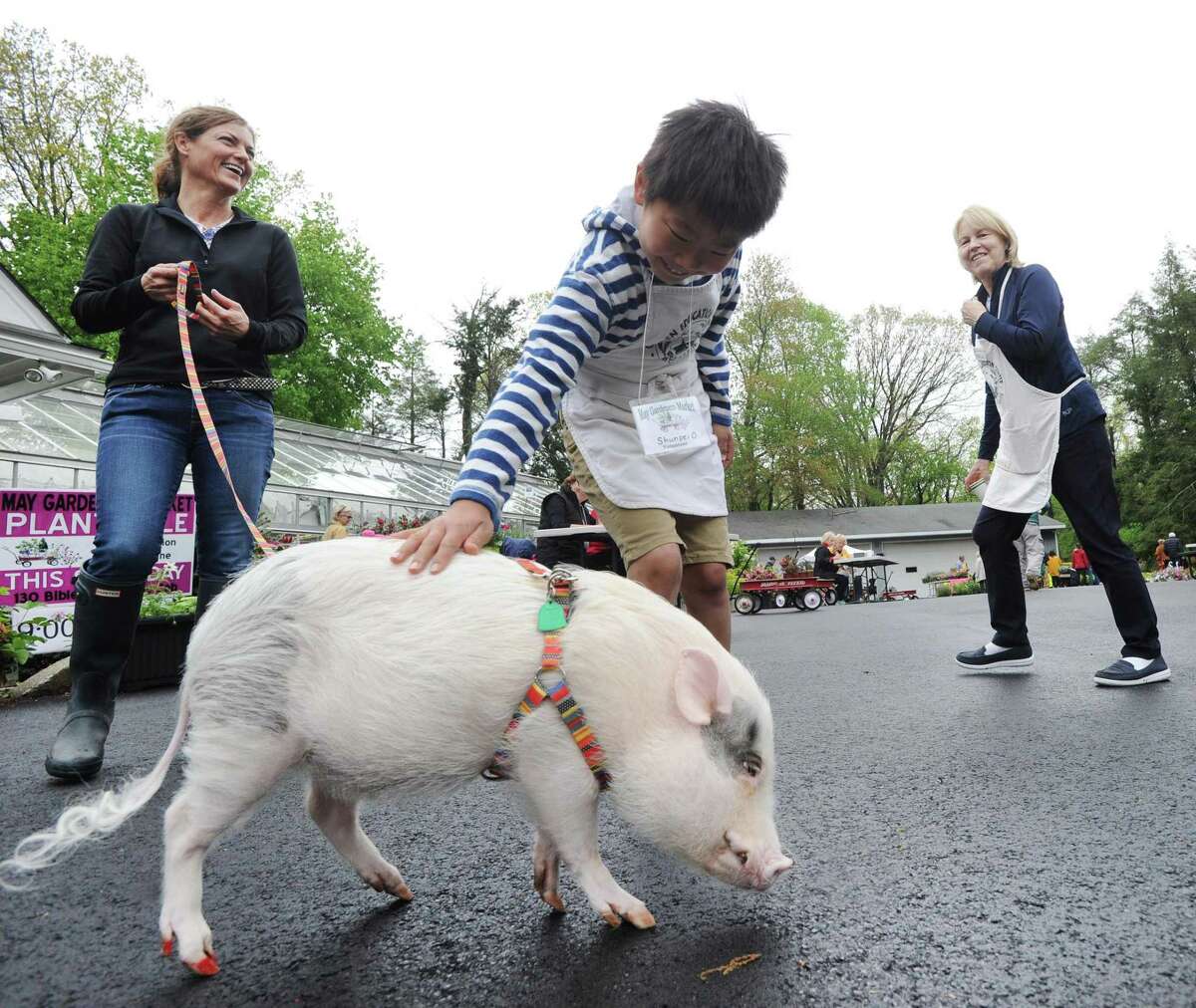 Margery Scotti of Greenwich, left, walks her pet rescue pig Milo as Shunpei Oura, 10, pets Milo during the 56th annual May Gardener's Market organized by the Garden Education Center of Greenwich at the Montgomery Pinetum in the Cos Cob section of Greenwich, Conn., Saturday, May 6, 2017. Officials at the event said the proceeds from the market will go toward the Garden Educatiin Center's educational & senior outreach programs.