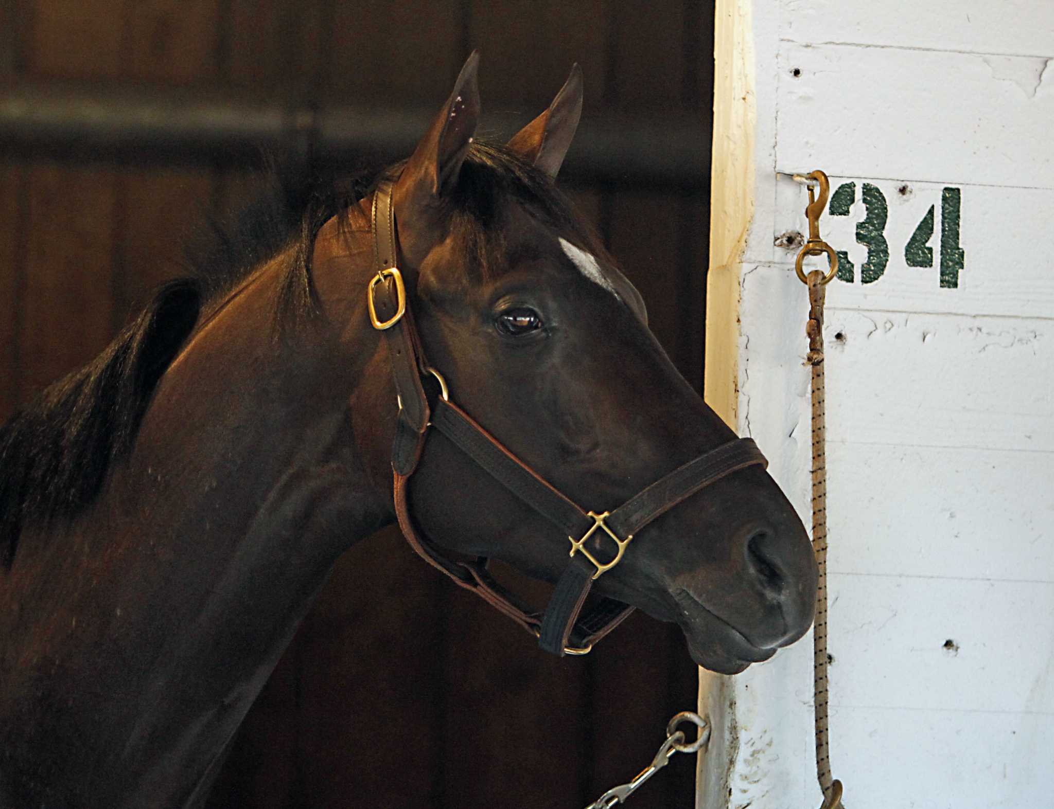 Michigan Horse Lovers: Free Horses Await! Find Yours Now! - 7eo8tsx