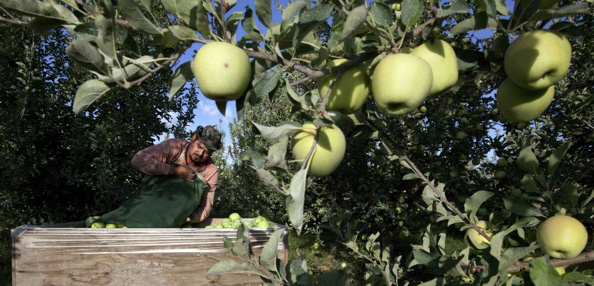 Harvesting the vast fruit orchards of Eastern Washington each year requires thousands of farmworkers, many of them working illegally in the United States. That system could eventually come to an end as at least two companies are rushing to get robotic fruit picking machines to market.