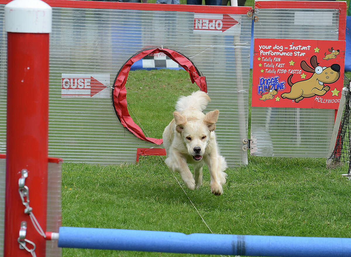 Westport Dog Festival postponed to May 27