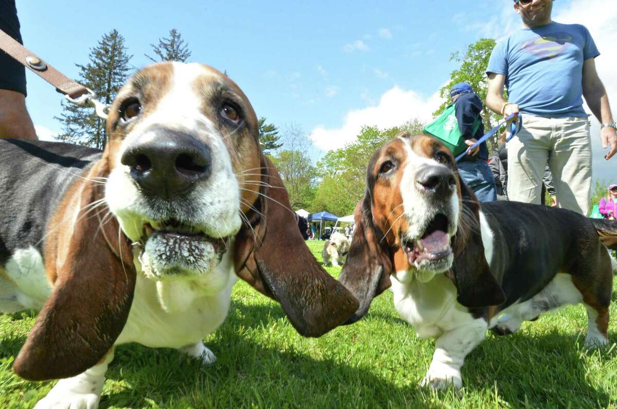 Two basset hounds, Max and Logan, take in the sights with their owners Quinn and Gavin McMahon from Westport during the 2nd Annual Dog Festival sponsored by the Weston Westport Chamber of Commerce at Winslow Park on Sunday May 7, 2017 in Westport Conn. The festival is produced in association with TAILS the local charitable organization that promotes spay/neutering of animals. Proceeds will benefit non profit organizations. Last year $5000 was donated by the Chamber to deserving groups.