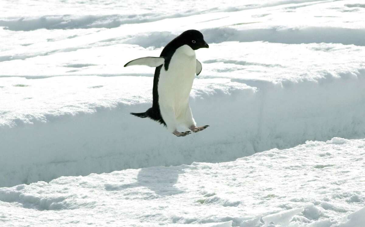 An Adelie penguin leaps a crack in the sea ice off the penguin colony at Cape Royds on Ross Island, Antarctica Tuesday, December 13, 2006. (Chicago Tribune photo by Chris Walker) ..OUTSIDE TRIBUNE CO.- NO MAGS, NO SALES, NO INTERNET, NO TV, CHICAGO OUT.. 00271498C Antarcticpenguins (melting of ice in Antarctica threatening survival of penguins)