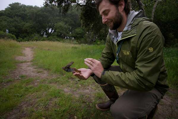 Avian Ecologist Mark Dettling releasing a hermit thrush from the palms of his hands back into the wild after a brief examination of the bird at the Palomarin Field Station in Bolinas, California. May 4, 2017