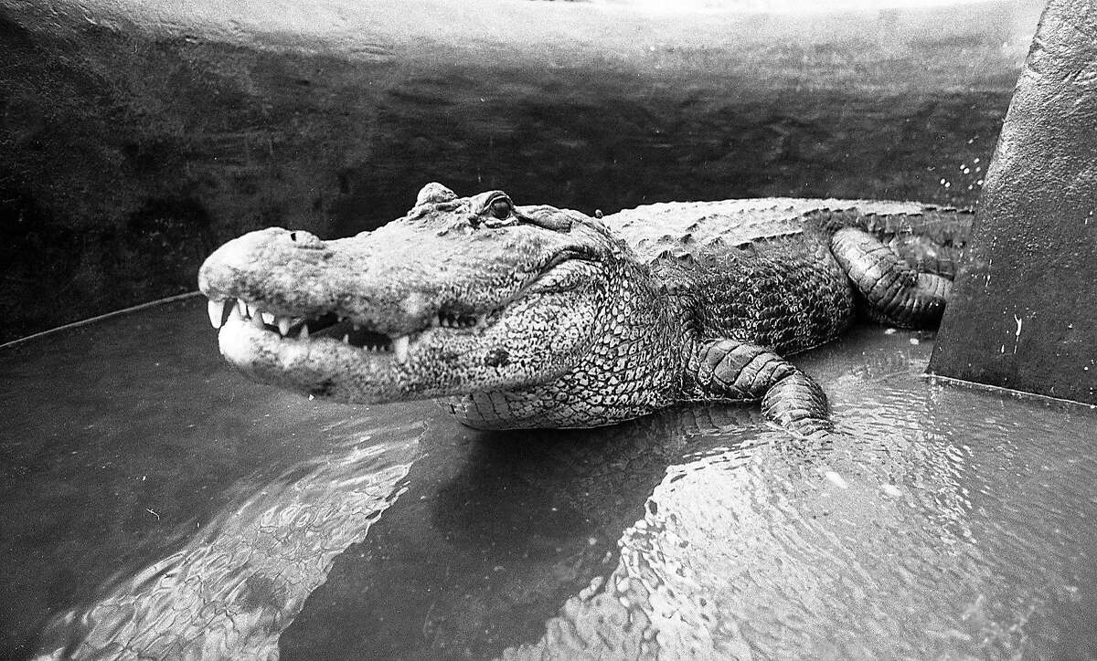 Alligators being transported back to the Steinhart Aquarium from the Conservatory of Flowers in Golden Gate Park. April 20, 1982