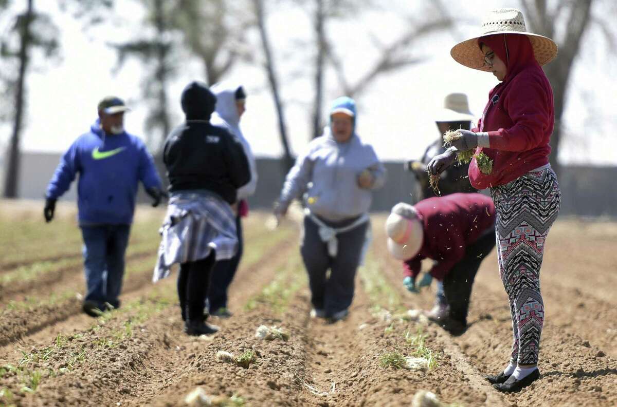 In an April 11, 2017 photo, Karla Macias, right, pulls a few onions from her pockets as she works with a small group at a field outside of Platteville, Colo. Many agricultural producers struggle to find workers. Texas business groups worry a new bill targeting so-called “sanctuary cities” will make it harder for employers in agriculture, construction, retail, hospitality and other industries to find workers.