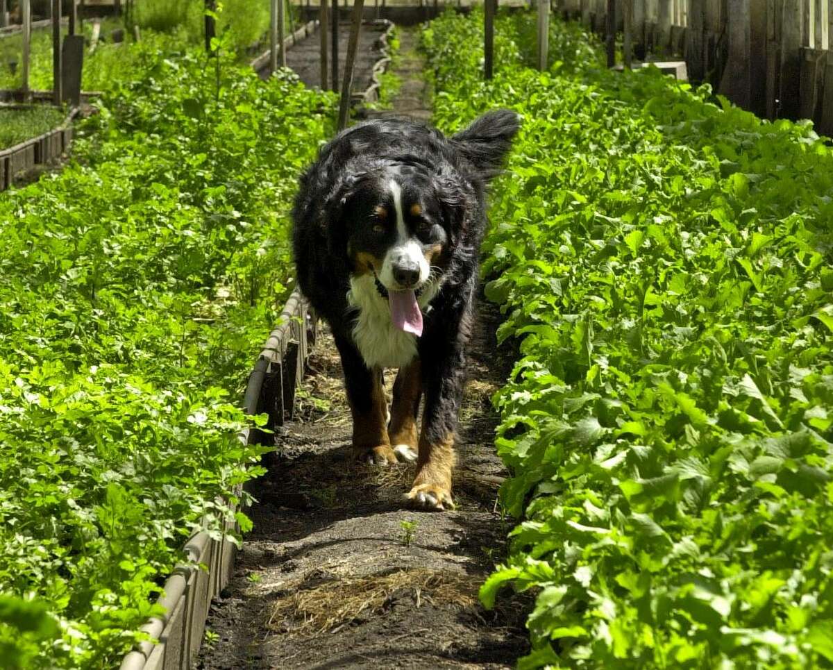 blue buffalo earth essentials