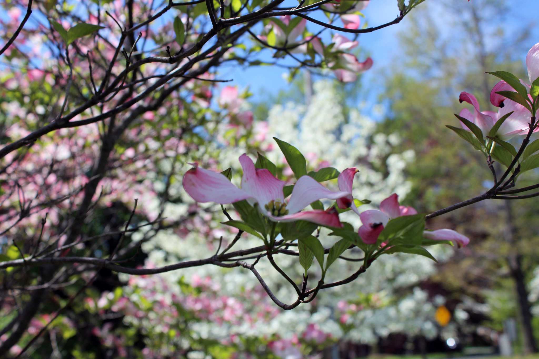 Dogwoods bloom for annual festival