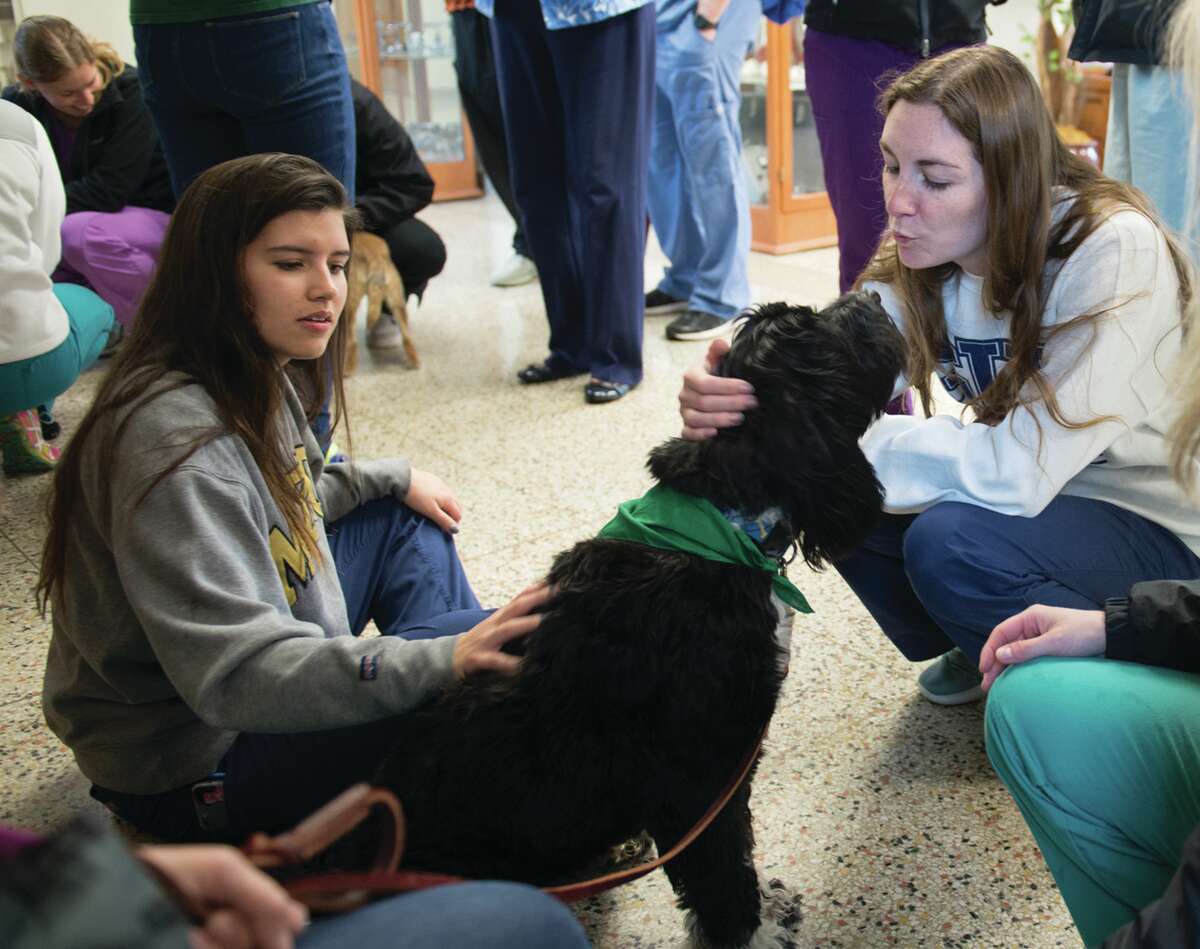 SIU SDM students Dallas Pineda, left, and Maggie McCarthy enjoy a visit from therapy dog, Elsa, a Portuguese Water Dog during finals week.