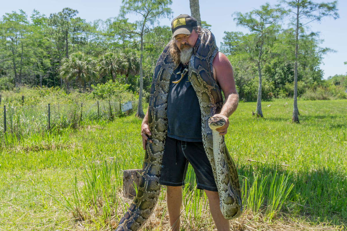 Snake spotting Dustin Crum recently caught a massive 16-foot 10-inch Burmese python in the Florida Everglades. The invasive snake is being hunted due to hurting native wildlife populations. Click through to see which snakes are common in Houston and how to identify them. 