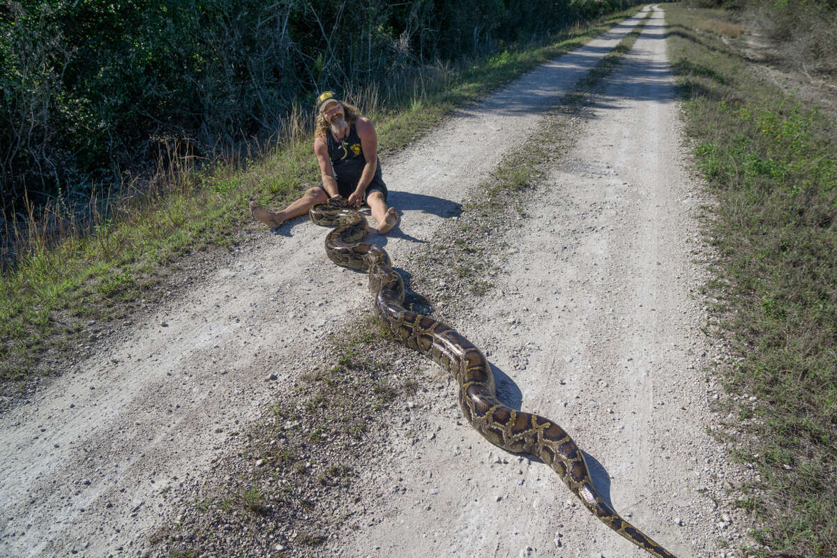 Dustin Crum recently caught a massive 16-foot 10-inch Burmese python in the Florida Everglades. The invasive snake is being hunted due to hurting native wildlife populations.