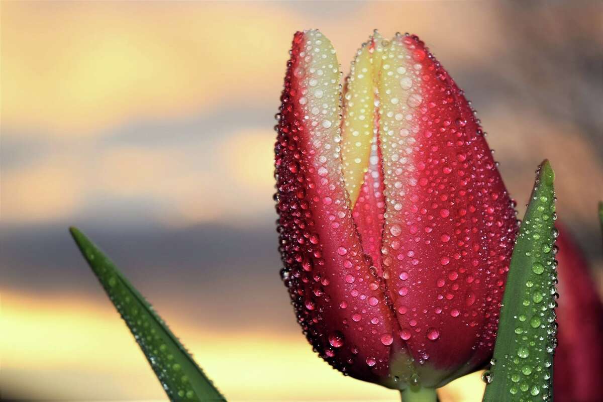 Tulip Photo Contest winners