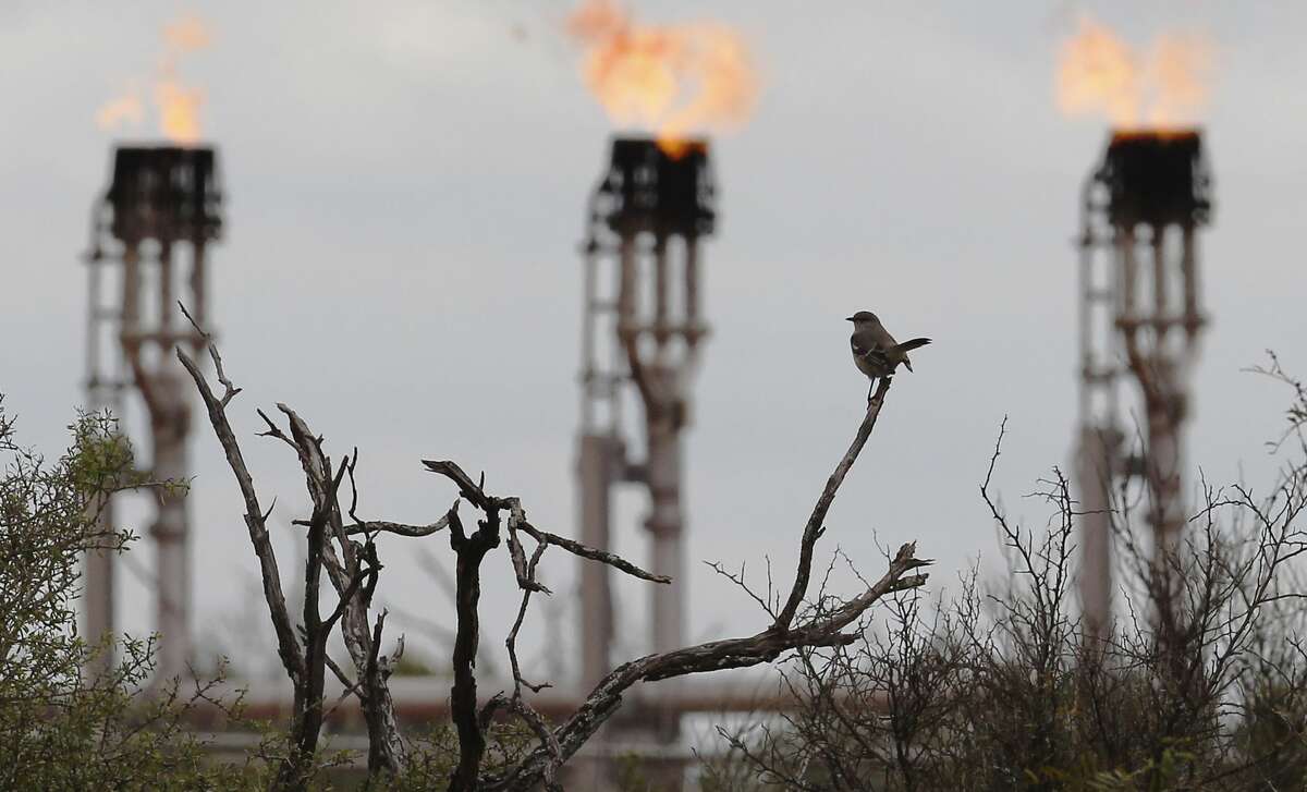 A bird rests on a tree branch as gas flares burn at Ritchie Farms, an oil lease in La Salle and Dimmit counties, operated by EP Energy E&P Company, L.P. on Thursday, Dec. 11, 2014. The oil drilling operation has burned more than 800 million cubic feet of gas in the first seven month of 2014 which is about a fifth of the total gas production at the lease. Ritchie Farms is one of the top sources of flaring in the Eagle Ford according to data obtained from the Texas Railroad Commission. (Kin Man Hui/San Antonio Express-News)