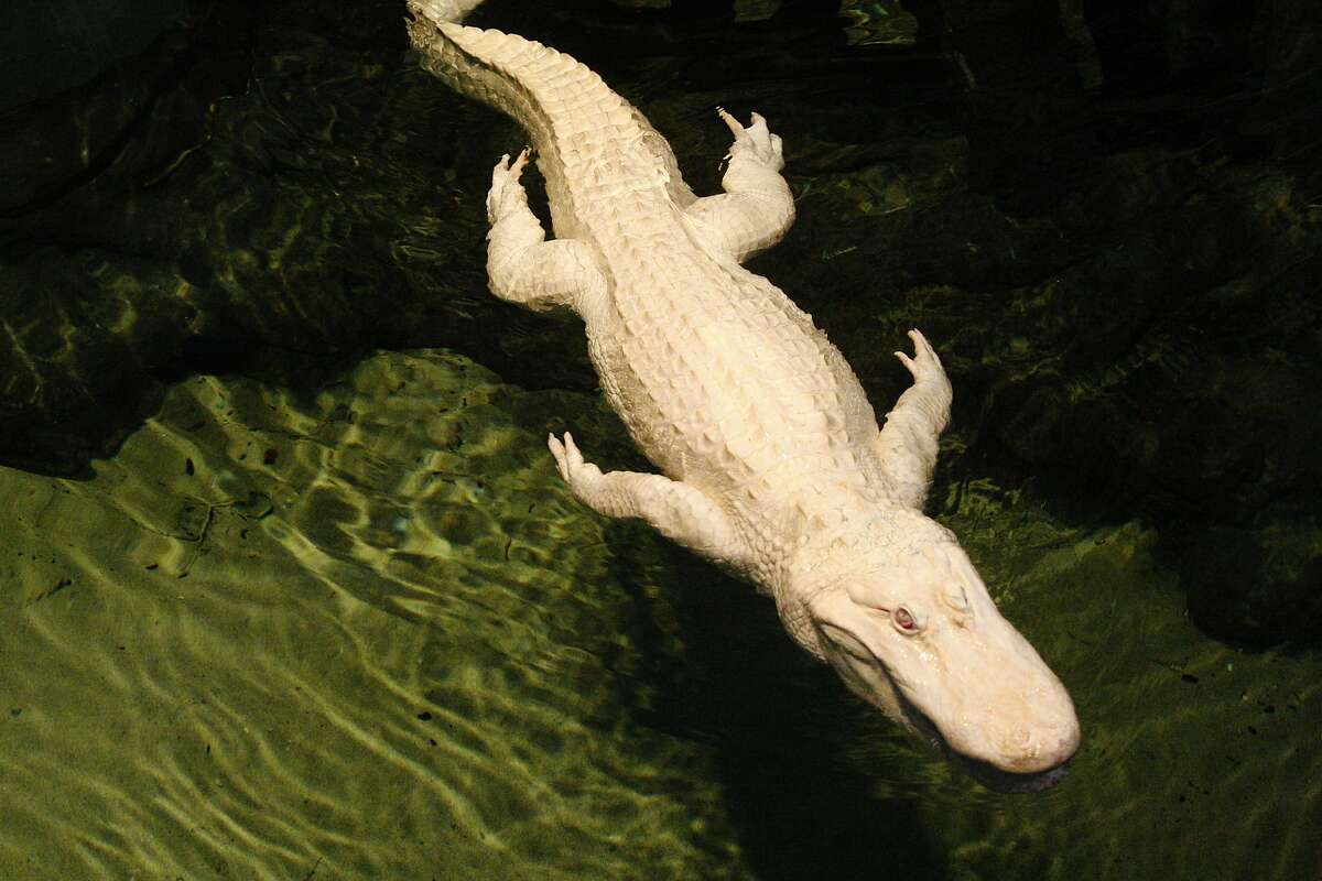 SF alligators: When giant reptiles were moved (ever so carefully)