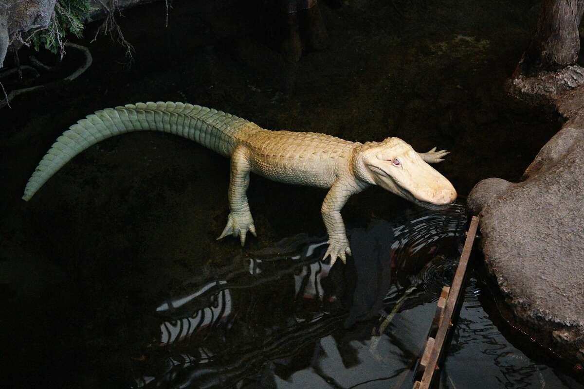 Claude the albino alligator Claude, the 21-year-old alligator, is a popular sight at his home inside the California Academy of Sciences. He's also quite visibly notable, in case you didn't realize; in addition to his curious appearance of being completely white due to albinism, the Florida-born gator is missing a toe because of one too many brawls he got into with a female alligator who temporarily lived with him. He may not have a popular Instagram account, but Claude is so beloved, the museum threw him a birthday party for his 21st in September. 