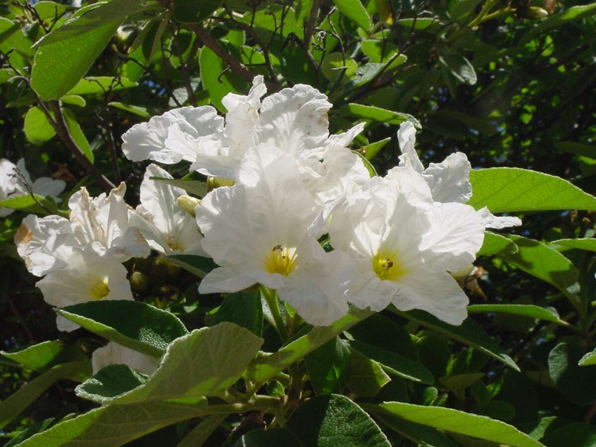 The Mexican olive forms an attractive round crown that may reach 30 feet tall. The flowers look like a white hollyhock.