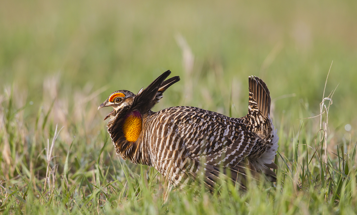 Greater prairie chicken mating ritual is booming success