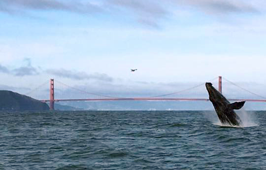 Whales were swimming near the Golden Gate Bridge Wednesday morning