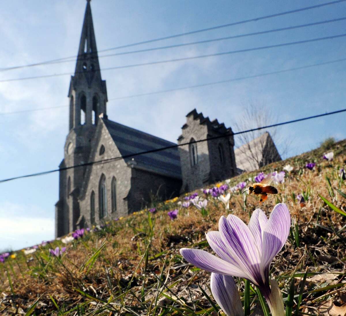 A bee flies near blooming crocuses on the hill in front of the Second Congregational Church on a 75 degree day in Greenwich, Conn., Wednesday, March 9, 2016.