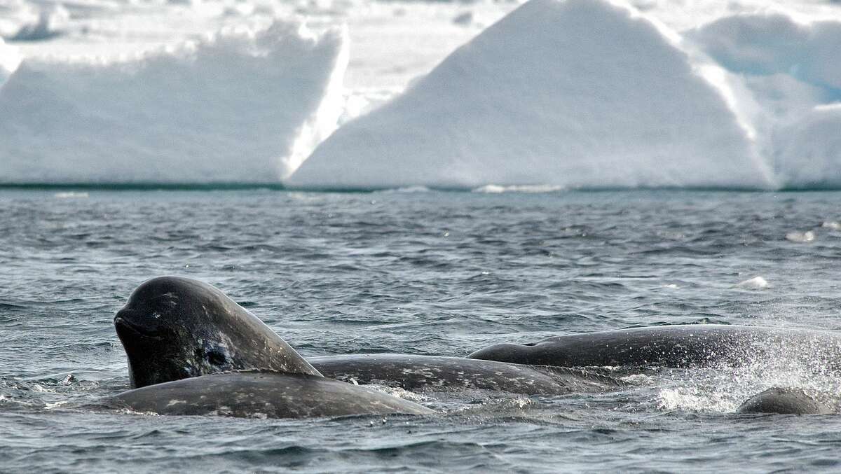 Never Before Seen Footage Solves The Mystery Of The Narwhal Tusk 2654