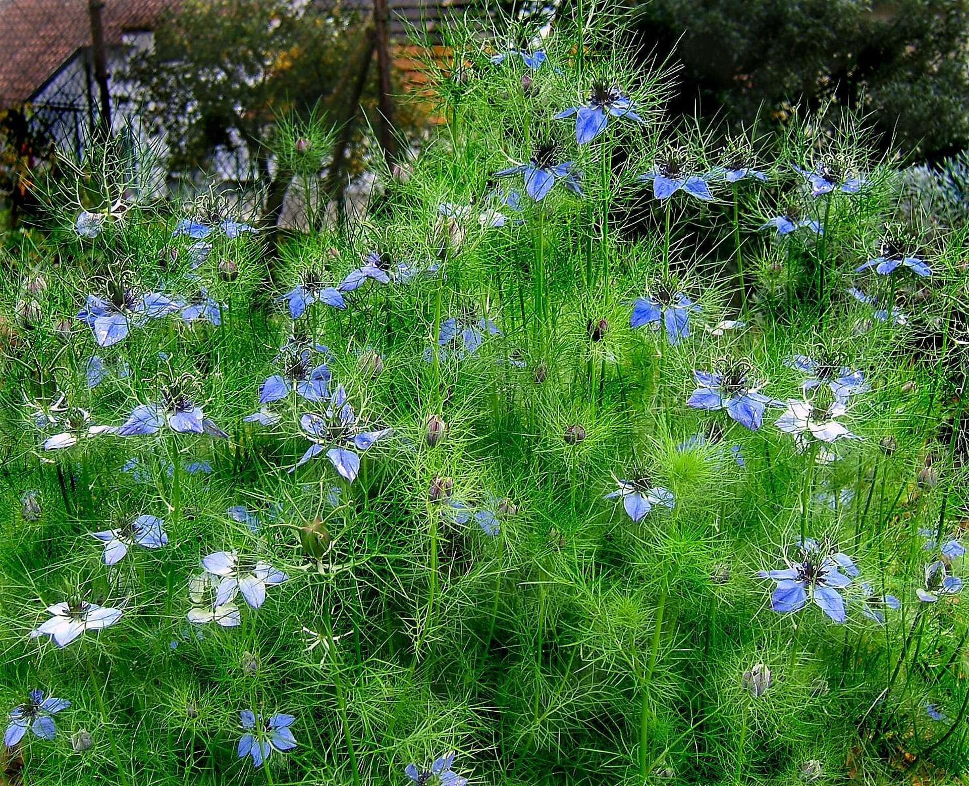 Planting the seeds of Love: Easy-care Nigellas