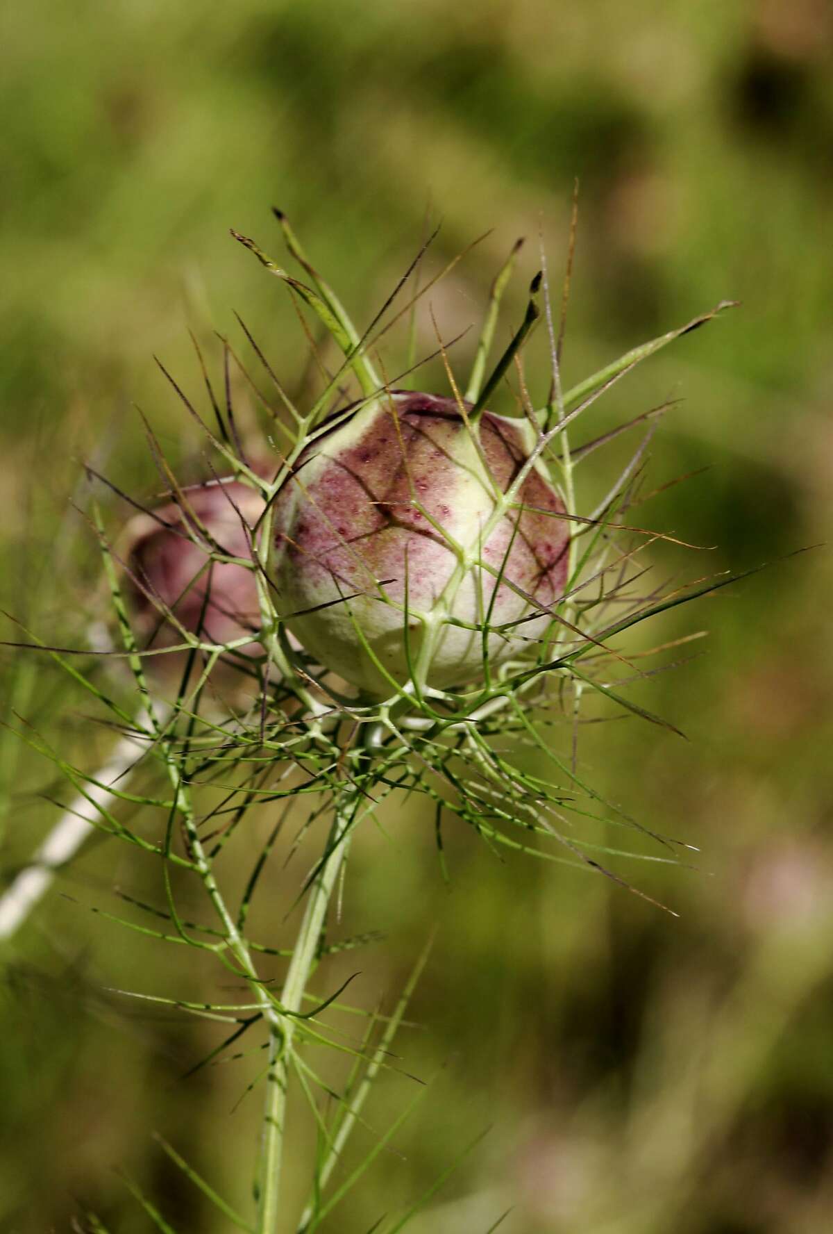 Nigella damascene seedpod. Credit: Wikimedia Commons