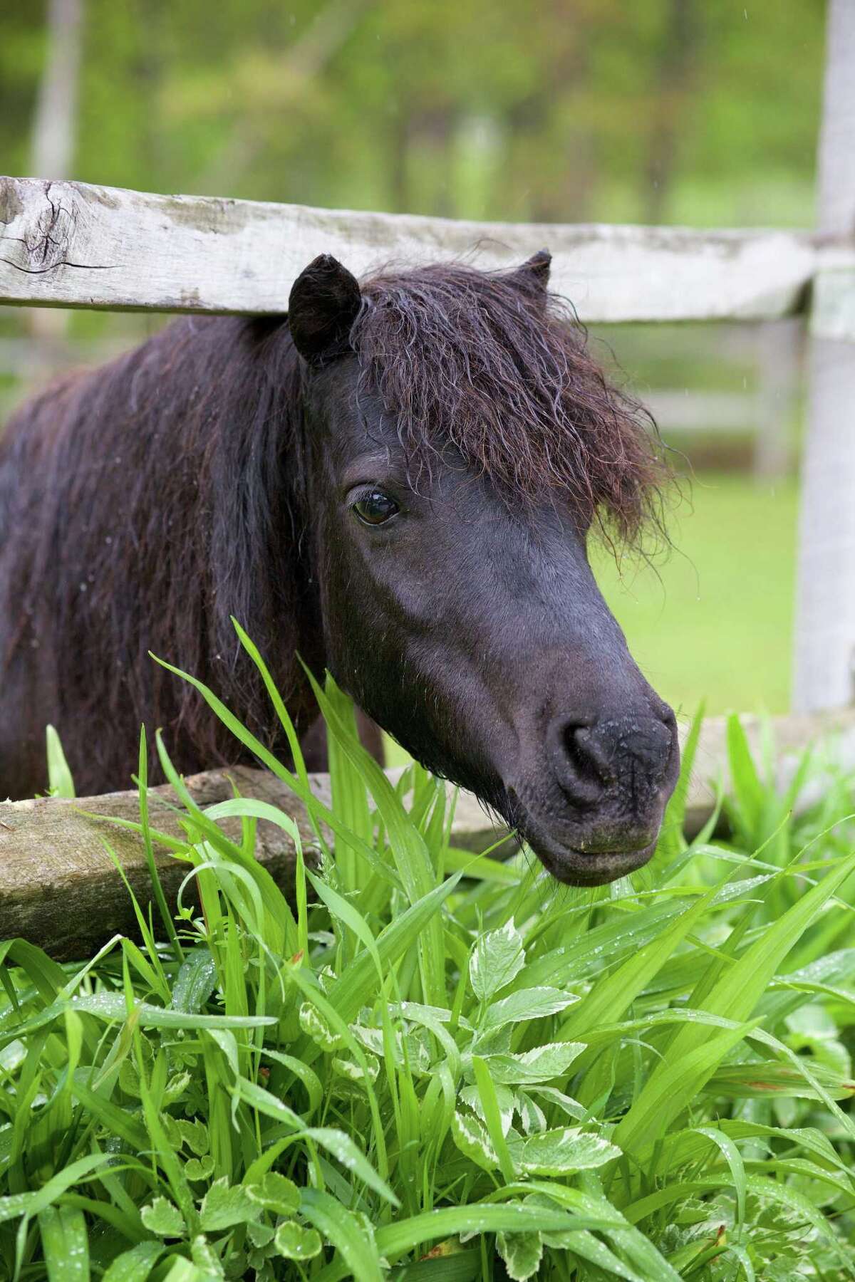 Washington horse rescue farm holds open house