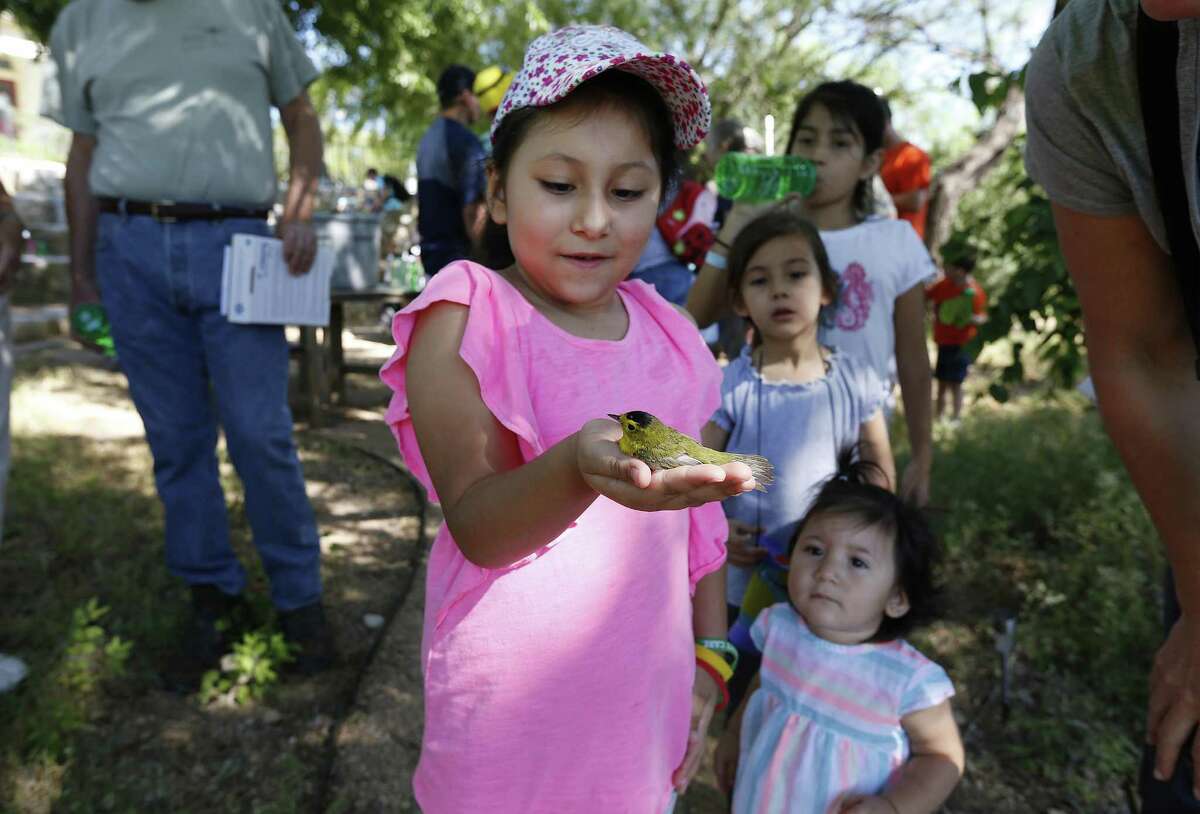 Xochitl Vega, 6, holds a white-eyed vireo in her hand after it was banded for tracking purposes as the Mitchell Lake Audubon Center holds its Migratory Bird Festival on Saturday, May 13, 2017. At the festival, guests saw how birds were banded in order to keep track of their migratory patterns, went on a nature trail tour and other presentations about birds. There were also crafts and games to entertain the younger crowd. Since 2001 when the Audubon Center was established at Mitchell Lake, the mission of the center is focused on educational programs along with preserving open space to protect wildlife and habitat. With about 1,200 acres of property, MLAC has become a sanctuary for hundreds of migrating birds. (Kin Man Hui/San Antonio Express-News)