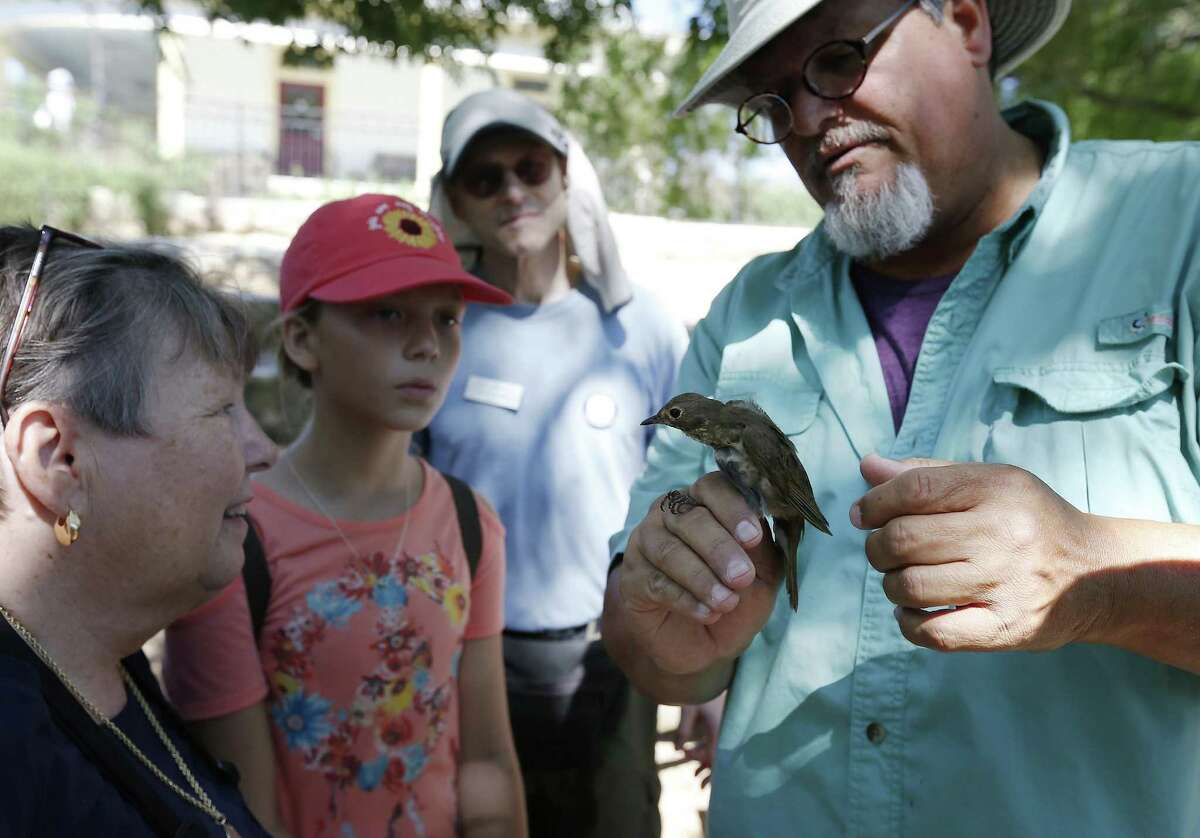 Licensed bird bander Craig Hensley holds a Wilson's Warbler in his hand and shows it to guests as the Mitchell Lake Audubon Center holds its Migratory Bird Festival on Saturday, May 13, 2017. At the festival, guests saw how birds were banded in order to keep track of their migratory patterns, went on a nature trail tour and other presentations about birds. There were also crafts and games to entertain the younger crowd. Since 2001 when the Audubon Center was established at Mitchell Lake, the mission of the center is focused on educational programs along with preserving open space to protect wildlife and habitat. With about 1,200 acres of property, MLAC has become a sanctuary for hundreds of migrating birds. (Kin Man Hui/San Antonio Express-News)