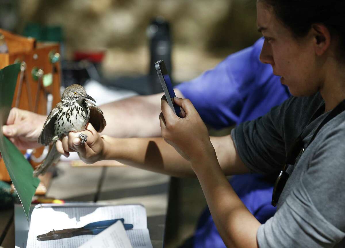 Bird bander Nancy Raginski takes a picture of a long-billed Thrasher after she banded the bird as the Mitchell Lake Audubon Center holds its Migratory Bird Festival on Saturday, May 13, 2017. At the festival, guests saw how birds were banded in order to keep track of their migratory patterns, went on a nature trail tour and other presentations about birds. There were also crafts and games to entertain the younger crowd. Since 2001 when the Audubon Center was established at Mitchell Lake, the mission of the center is focused on educational programs along with preserving open space to protect wildlife and habitat. With about 1,200 acres of property, MLAC has become a sanctuary for hundreds of migrating birds. (Kin Man Hui/San Antonio Express-News)
