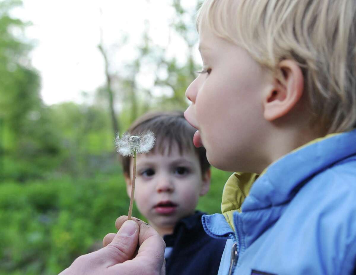 Greenwich’s Grant George, 2, blows on a dandelion during the Nature Sprouts Mommy & Me class at Audubon Greenwich on Wednesday. Designed for kids 18 to 36 months old and their parents, the program gives children a chance to explore and discover nature through a different theme each week. Activities range from songs and stories to animal experiences and investigative walks through the woods.