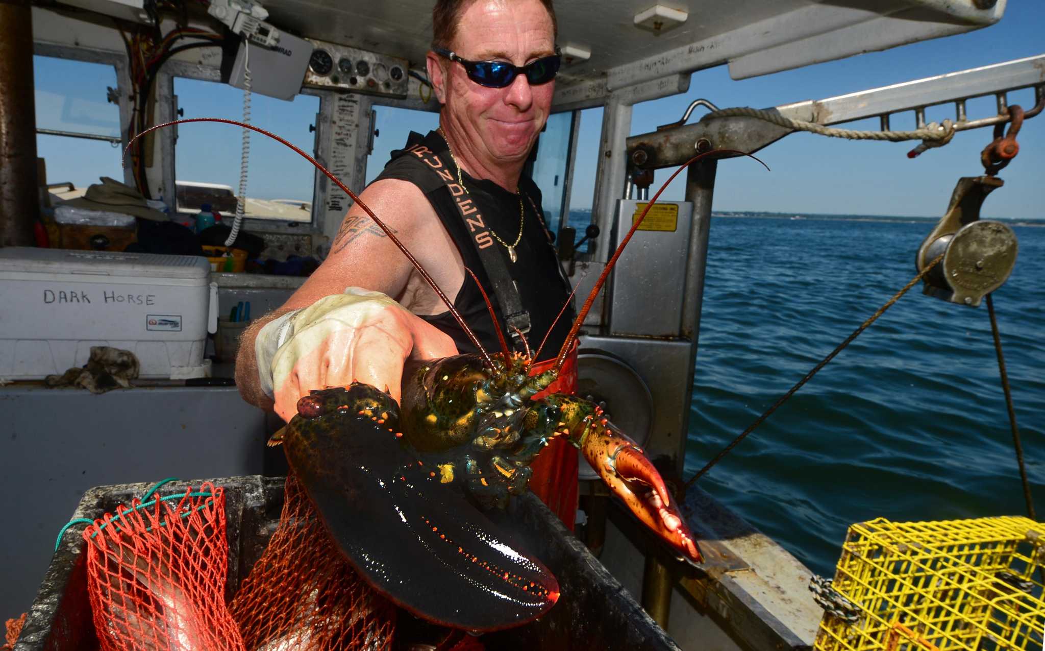 New restrictions seek to save Long Island Sound lobsters