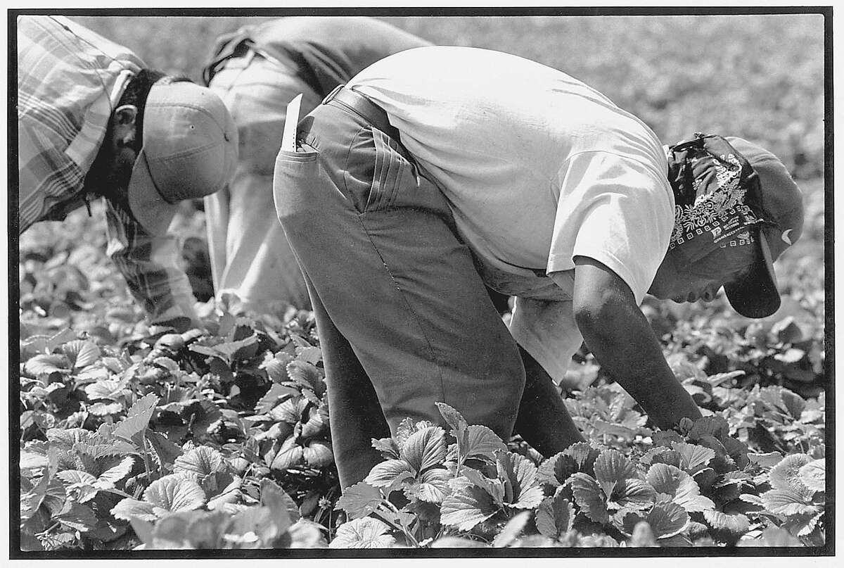 The strawberry industry is necessarily labor-intensive. Machines would damage the fruit, so workers must stoop down to remove the fruit one by one. In the U.S., most of this work is done by immigrants.