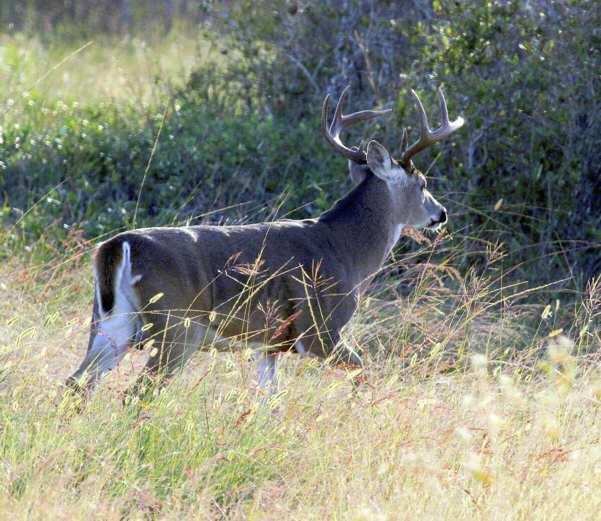 Texas tallies 50th CWD case