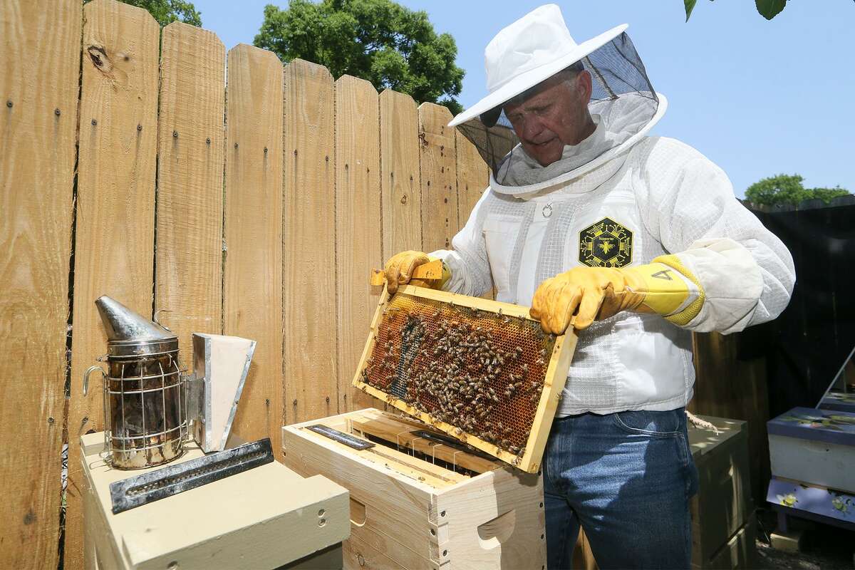 Beekeeper buzzing right along in Live Oak