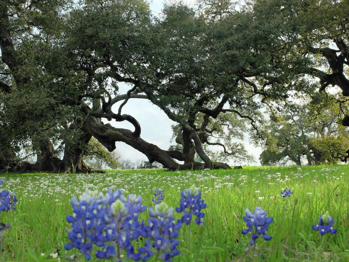 Rolling countryside beckons in Brenham