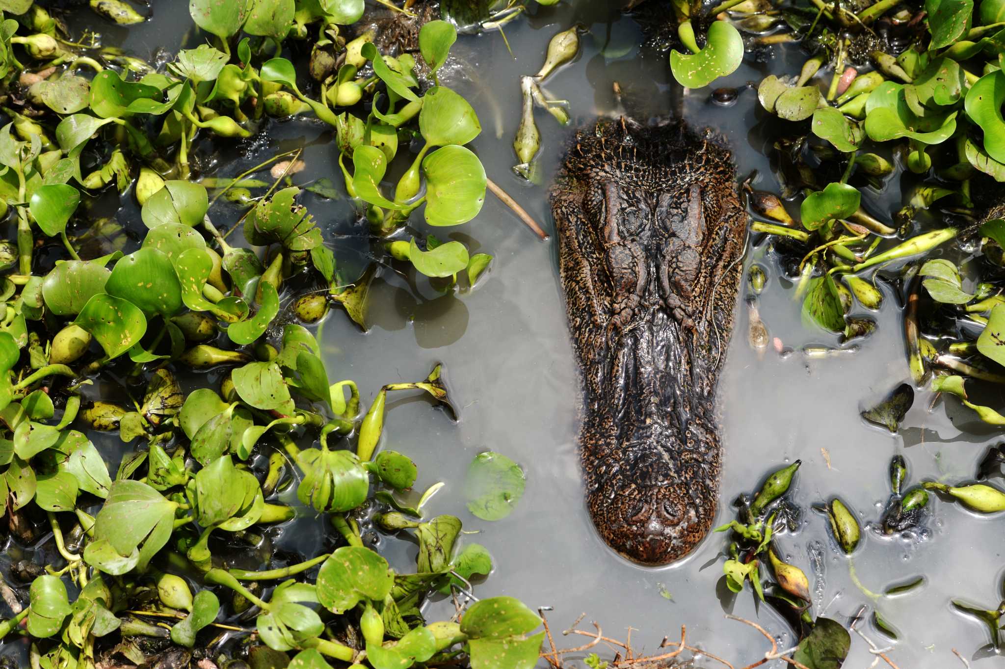 No an alligator farm didn t flood Beaumont with hungry reptiles