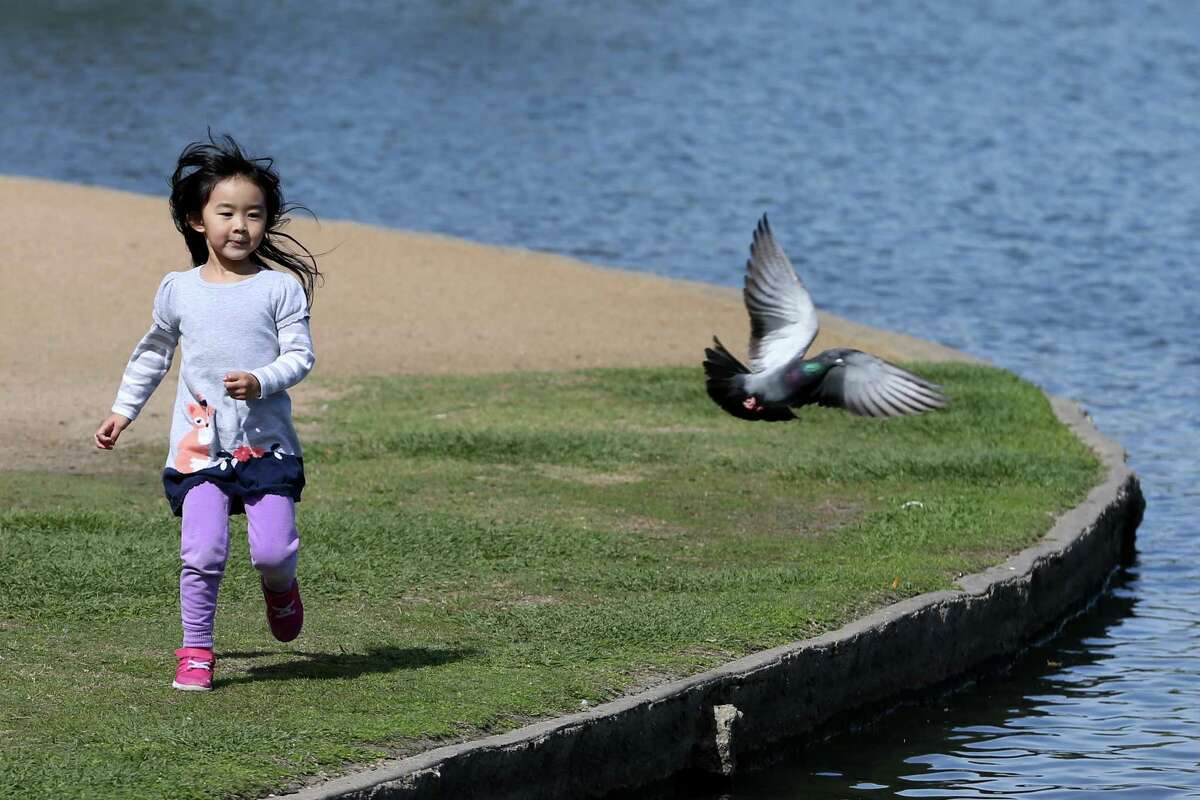 Grace Jiang enjoys the sunny weather as she chases a pigeon in Hermann Park.
