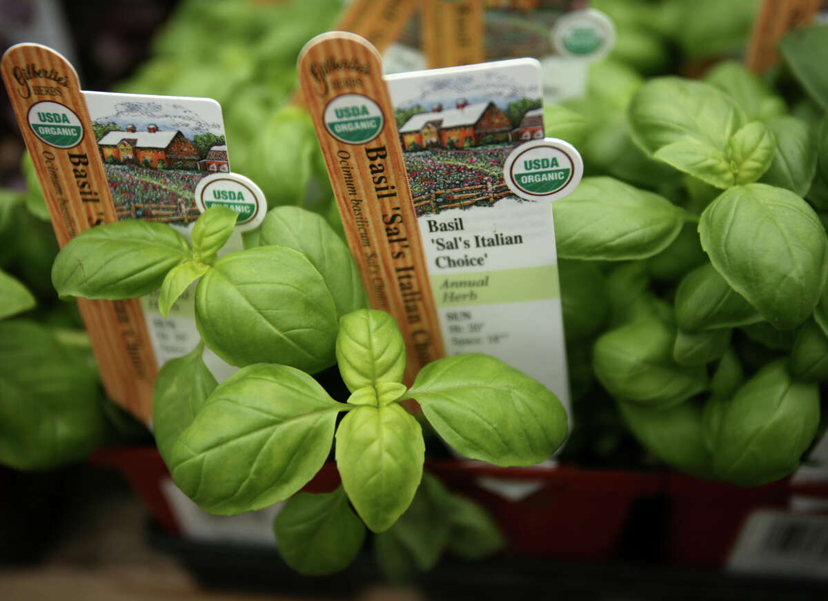 Italian basil. Several basil varieties will be available for sale Saturday at Basil Fest at The Pearl.