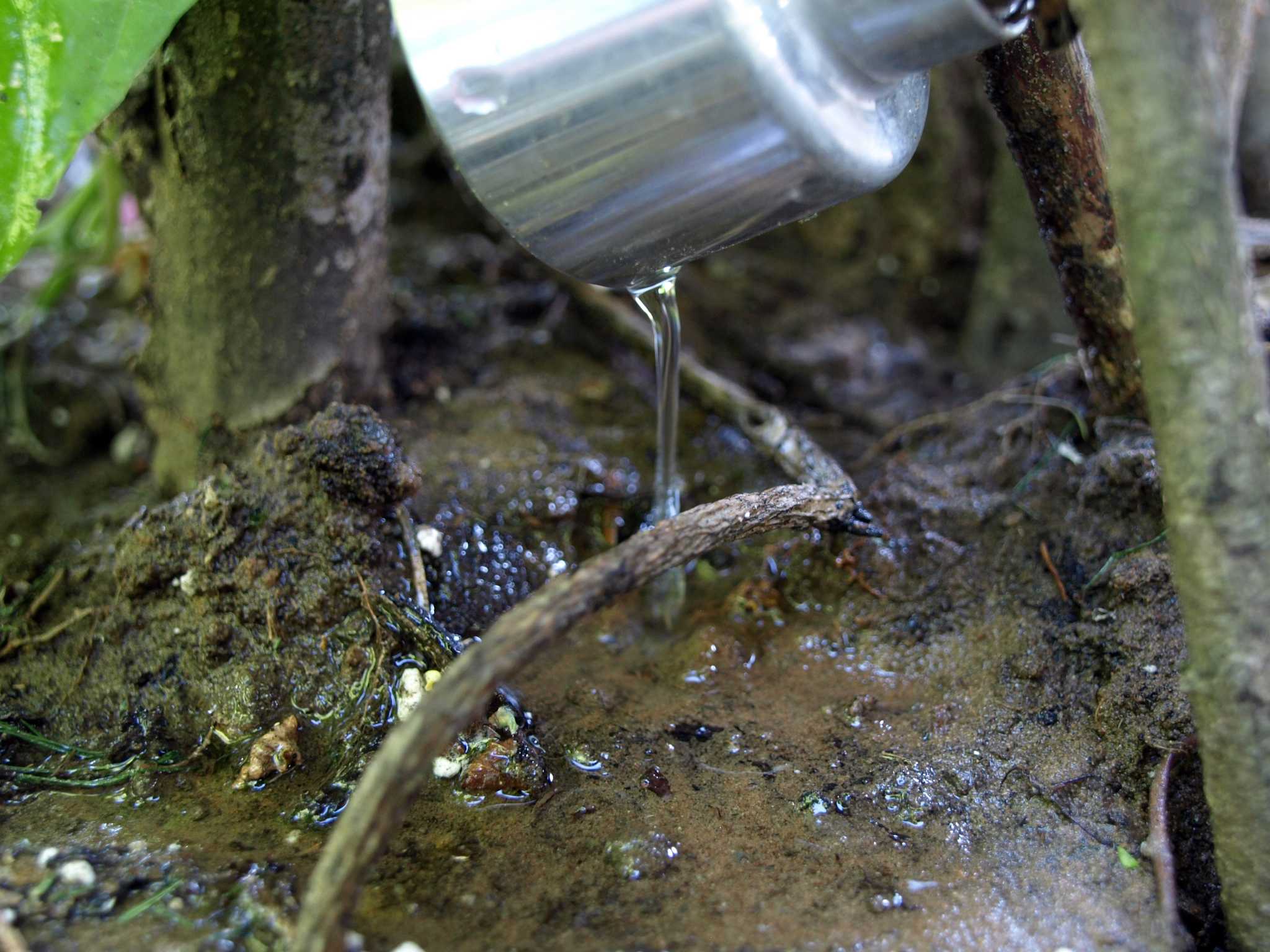 How not to overwater your plants
