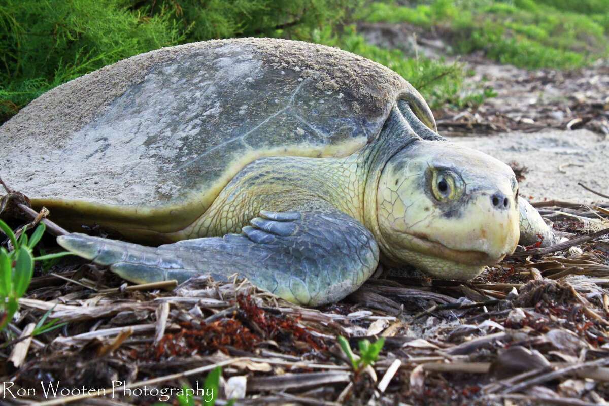 A record number of endangered Kemp’s ridley sea turtle nests has been found on the Texas Gulf Coast, according to a National Parks Service official.