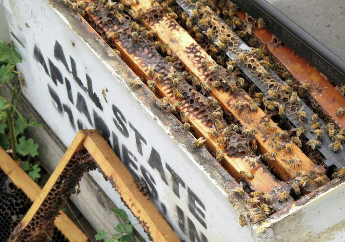 A beekeeper who has recovered some damaged hives filled with dying bees estimated her family's business lost $200,000 in rental income, equipment and queen bees. ﻿