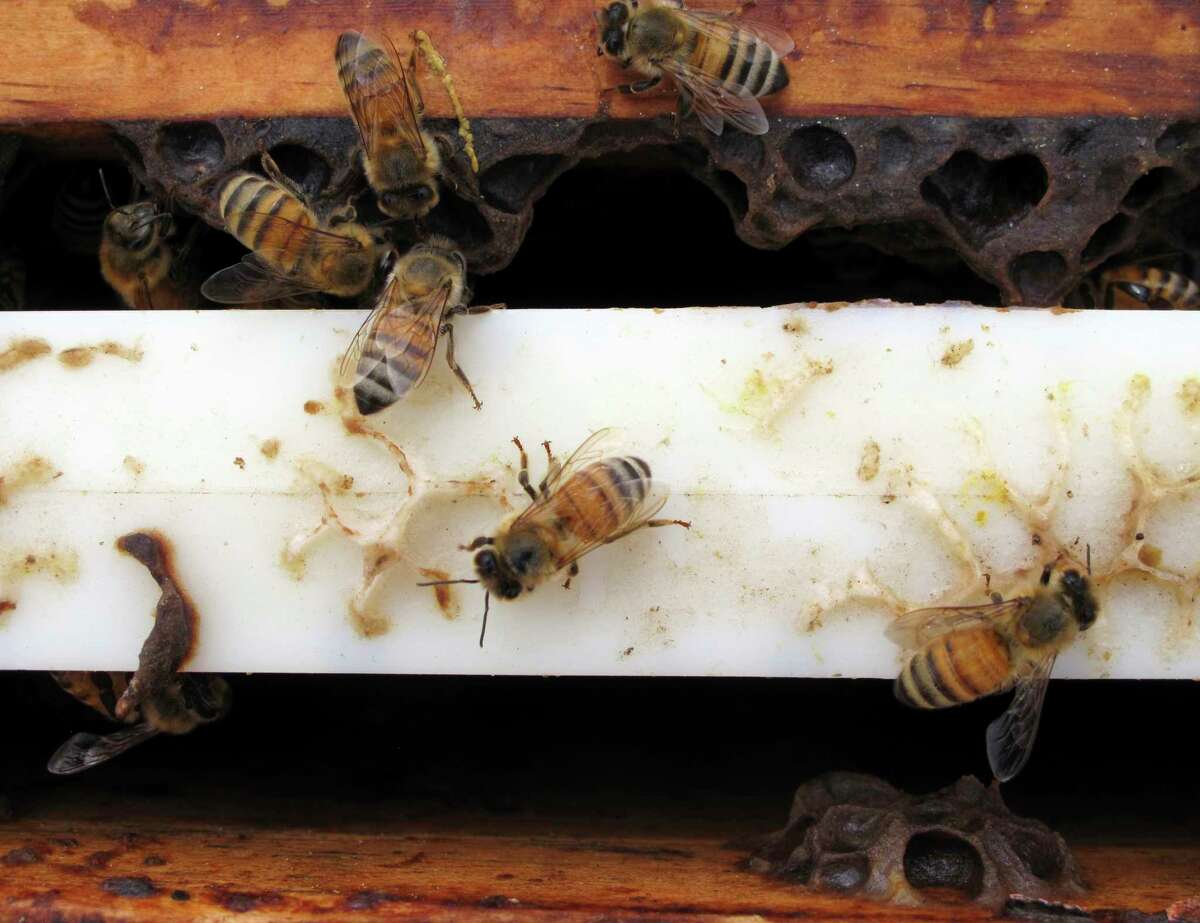 Several of the thousands of recovered beehives stolen in California are shown in this May 16, 2017, photo near Sanger, Calif. The bee industry is buzzing over the arrest of a man accused stealing nearly $1 million in hives from California's almond orchards in one of the biggest such thefts on record. California relies on bees brought in from such places as Missouri, Montana and North Dakota, producing more almonds than any other place in the world. Hives began to vanish overnight across several counties three years ago. (AP Photo/Scott Smith)