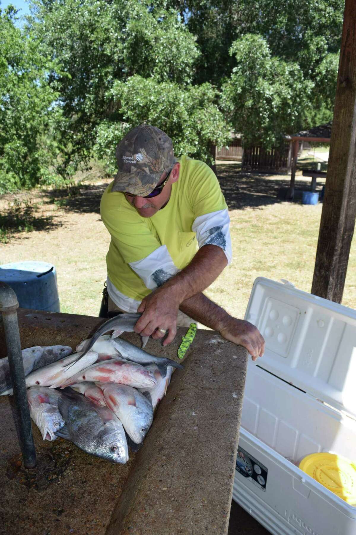 Robert Allard of Kerrville unloads a nice catch of gaspergou and blue catfish caught last week on a trip to Choke Canyon Reservoir when he took advantage of this year’s double-tap opportunity.