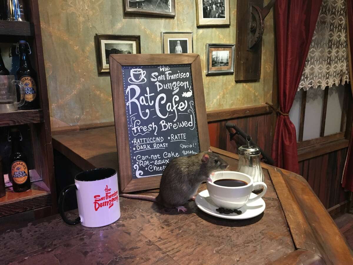 The San Francisco Dungeon is hosting a pop-up cafe featuring food, coffee and... domesticated rats.