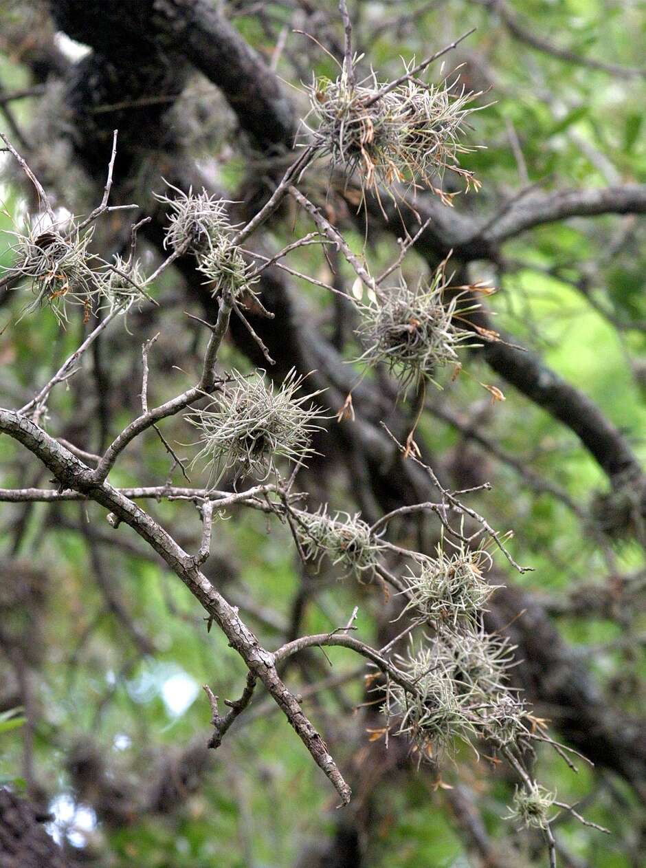 Ball moss and oak wilt which one is deadly?