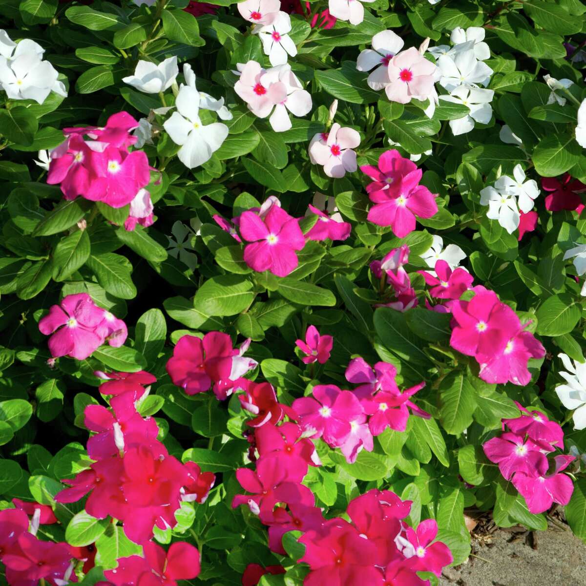 Cora periwinkles do well when planted in last half of May into early summer in well-draining soils or pots.